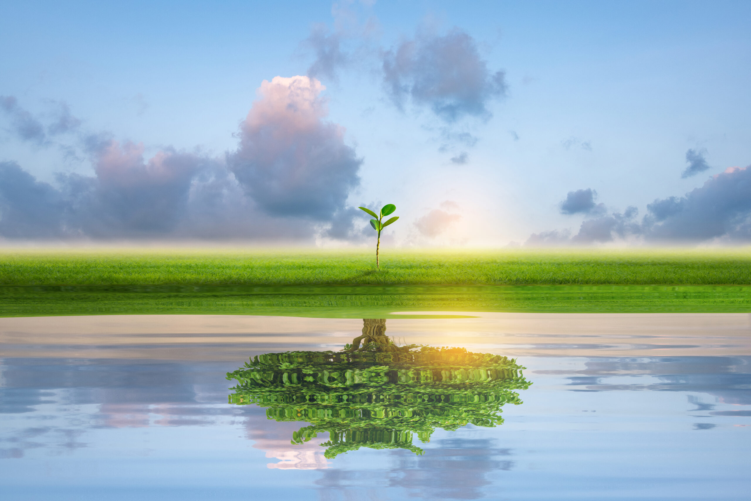 Small,Green,Island,With,Lonely,Tree,Reflection,In,Quiet,Water